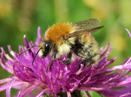 Image result for Bombus humilis