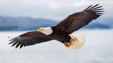 Image result for interesting facts about bald eagle