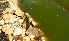 Que Faire Contre L Eau Verte Dans Votre Bassin Le Blog De Jardinet Fr