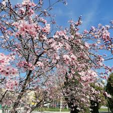 La Floracion De Los Almendros En Zaragoza En 2020 Zaragoza Floracion Florecer