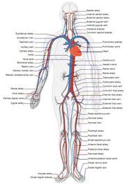 The incidence of anatomical variations regarding celiac trunk. 10 Best Arteries And Veins Ideas Arteries Arteries And Veins Physiology