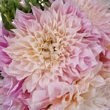 The pieces are also dishwasher safe for easy and quick cleanup. Dinner Plate Dahlias