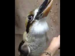 Kookaburras are large kingfishers which live in australia and new guinea. Kookaburra Remix Vini Vici Youtube