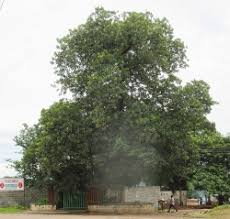 Image result for Entandrophragma delevoyi