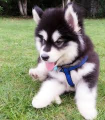 阿拉斯加雪橇犬（英語： alaskan malamute ）又稱阿拉斯加馬拉穆，是最古老的雪橇犬之一。 這種犬與同在阿拉斯加的其它犬種不同，四肢強壯有力，培育它的目的是為了耐力而不是速度，因而它們的主要用途是拉雪橇。 阿拉斯加雪橇犬有時候會被誤認為西伯利亞雪橇犬，這是由於這兩者的顏色和條紋. é˜¿æ‹‰æ–¯åŠ å¹¼çŠ¬ä¸ºä»€ä¹ˆæ€»å–œæ¬¢å'¬ç¬¼å­ å® åœˆ