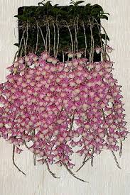Angraecums Various Orchid Cultures Beautiful Orchids Dendrobium Orchids Growing Orchids