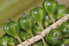 Image result for Juncaginaceae