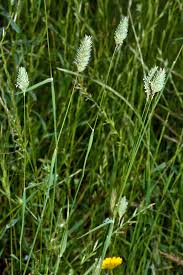 Image result for Danthoniopsis pruinosa