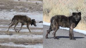 Последние твиты от wolves (@wolves). Mange In Yellowstone Wolves Reveals Insights Into Human Scabies And Conservation Biology