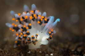 Image result for Polyceratocarpus