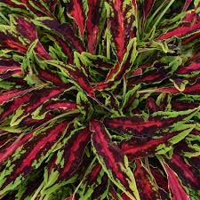 Image result for Coleus prittwitzii