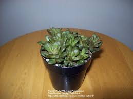 Image result for Anacampseros subnuda