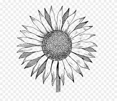Bunga matahari pada akhirnya bisa memandang matahari, tapi mereka melewati banyak kotoran untuk menemukan jalannya ke sana. Download Free Clip Art Sunflower Image Sunflower Line Drawing Png Transparent Png 10905 Pinclipart