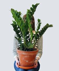 Buy Potted Zz Plant Cardboard Plant Welcome Plant Bloomscape Indoor Plants Plants Buy Indoor Plants