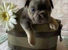 French bulldog texas has been producing french bulldog puppies since 2001. 9 Best French Bulldog Breeders In Texas 2021 We Love Doodles