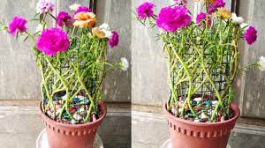 Paling bagus 16+ gambar bunga warna warni. Bonsai Bunga Krokot Menjadi Tanaman Sultan Begini Caranya