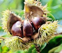 Le castagne si possono congelare? Come Congelare Le Castagne Fresche Gustoblog
