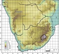 Image result for Dichilus lebeckioides