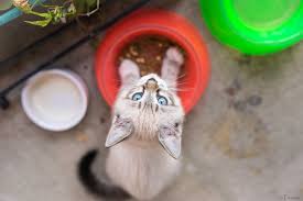 Kedinizin Hasta Oldugunu Nasil Anlarsiniz Enpati Net Kedi Sagligi