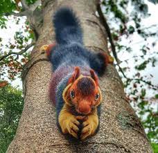 Atlas Obscura On Twitter Giant Squirrel Indian Giant Squirrel Purple Squirrel