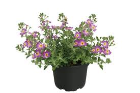 Image result for Jamesbrittenia integerrima