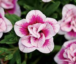 Find plants for sale online at walmart.ca at everyday low prices. New Annuals For 2019 Landscape Ontario