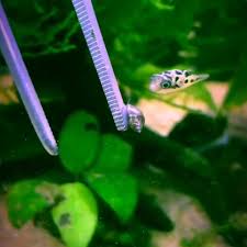Aquarium snails aren't really the same kind of pest. 170 Aquarium Micro Ideas Aquarium Fish Tank Aquarium Fish