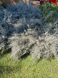 Image result for Tricliceras longepedunculatum