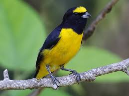 Image result for Faroa affinis