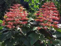 Image result for Clerodendrum pusillum