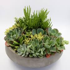 At that point nip the baby or new succulent and plant them like the cuttings. Brooklyn Succulent Arrangement By The Desert Blossom