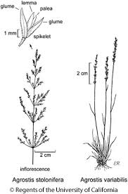 Image result for Agrostis