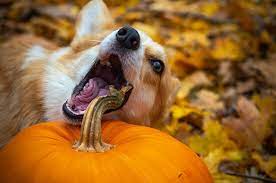 How Much Pumpkin Should You Give A Dog For Constipation Healthy Homemade Dog Treats