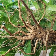 Image result for Petiveria