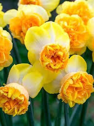 Daffodil Art Perfume Narcissus Narcissen Planten En Bloemen