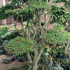 Penelitian menyatakan daun legundi bisa meredakan batuk. Harga Jual Tanaman Bonsai Terbaik Juli 2021 Shopee Indonesia