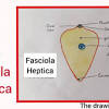 Fasciola hepatica (the common liver fluke or sheep liver fluke), which causes fascioliasis and typically infects sheep and cattle. 1