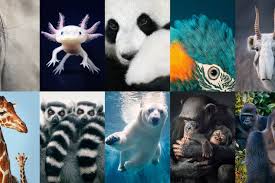 Here are 15 of the uk's extinct animals and the stories behind their loss. 26 Endangered Animals We Need To Save Now Cn Traveller