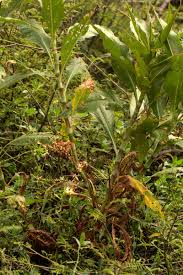 Image result for Persicaria senegalensis