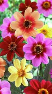 Subhanellah Masaellah Mukemmel Bir Sanat Eseri Schone Blumen Wunderschone Blumen Blumen Pflanzen