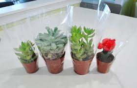 Prickly!wear gloves and protect your eyes when handling, as the plant has cactus plants.ya73these were a wee housewarming present! What Up Succa Young House Love