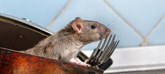 How does rat poison work? How To Get Rid Of Rats With Homemade Rodenticides