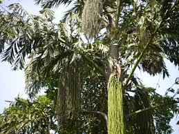 Image result for Caryota urens