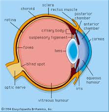 Image result for Lens