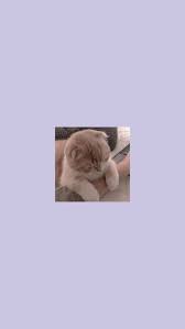Check out our pink cat art selection for the very best in unique or custom, handmade pieces from our prints shops. Pin By Dispirit On Cats Cat Wallpaper Aesthetic Cat Wallpaper Cute Cat Wallpaper