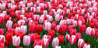 5 Trendy Facts About Tulips The Fact Site In 2021 Book Flowers Disney Fun Facts Fun Facts
