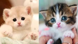 Baby Cats Cute And Funny Cat Videos Compilation 27 Aww Animals Meow Moe In 2020 Baby Cats Kittens Cutest Cute Baby Cats