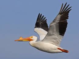 Stream brooklyn nets vs new orleans pelicans live. Similar Species To Brown Pelican All About Birds Cornell Lab Of Ornithology