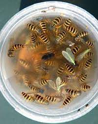 Wisk or stir the mixture until the sugar is dissolved. 17 Wasp Traps Ideas Wasp Traps Wasp Get Rid Of Wasps