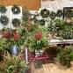 Christmas Barn PopUp - 2025 - Roots Cut Flower Farm, 2428 Walnut Bottom Rd Event Image